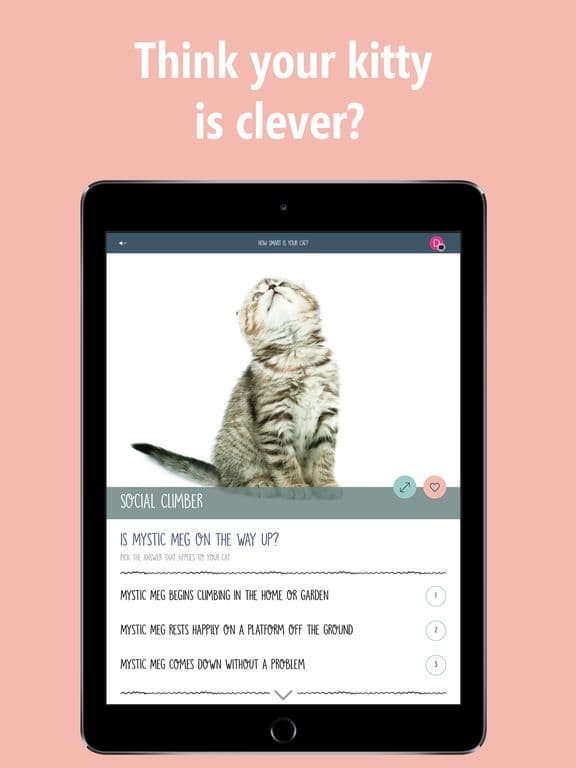 How Smart Is Your Cat? Fun Ways to Find Out! screenshot 2