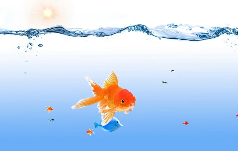 Fishies (itch)