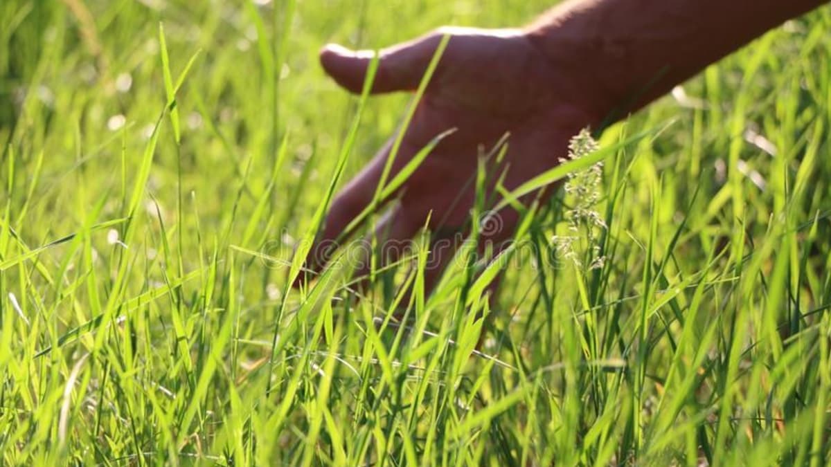 GRASS TOUCHER 3000