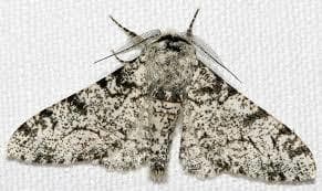 moth?