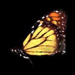 TheBeautyofTheButterfly Demo screenshot 3