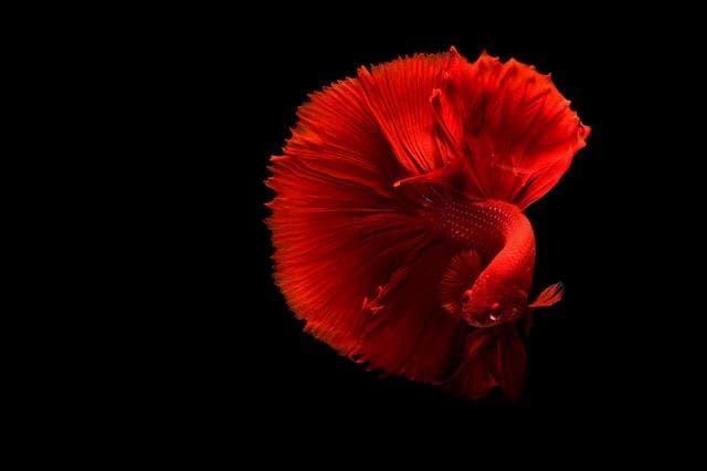 You Are A Fish