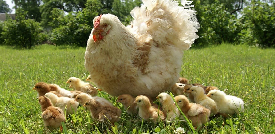 Chicken Flower & Chicks