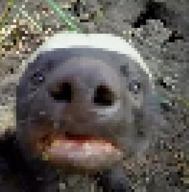 Badger Battles