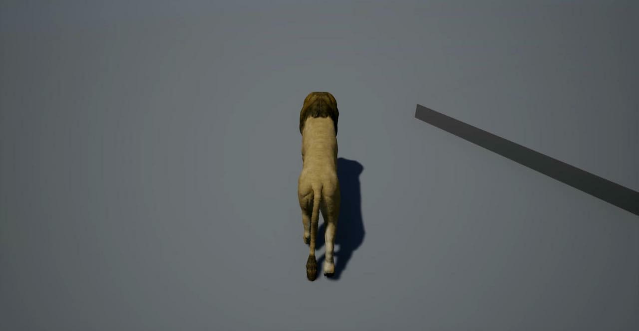 Animal Movement
