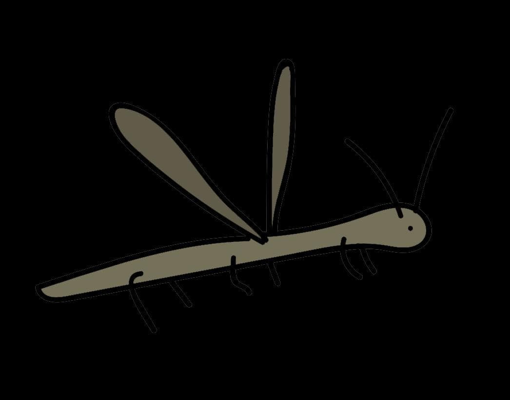 Mosquito Bonito