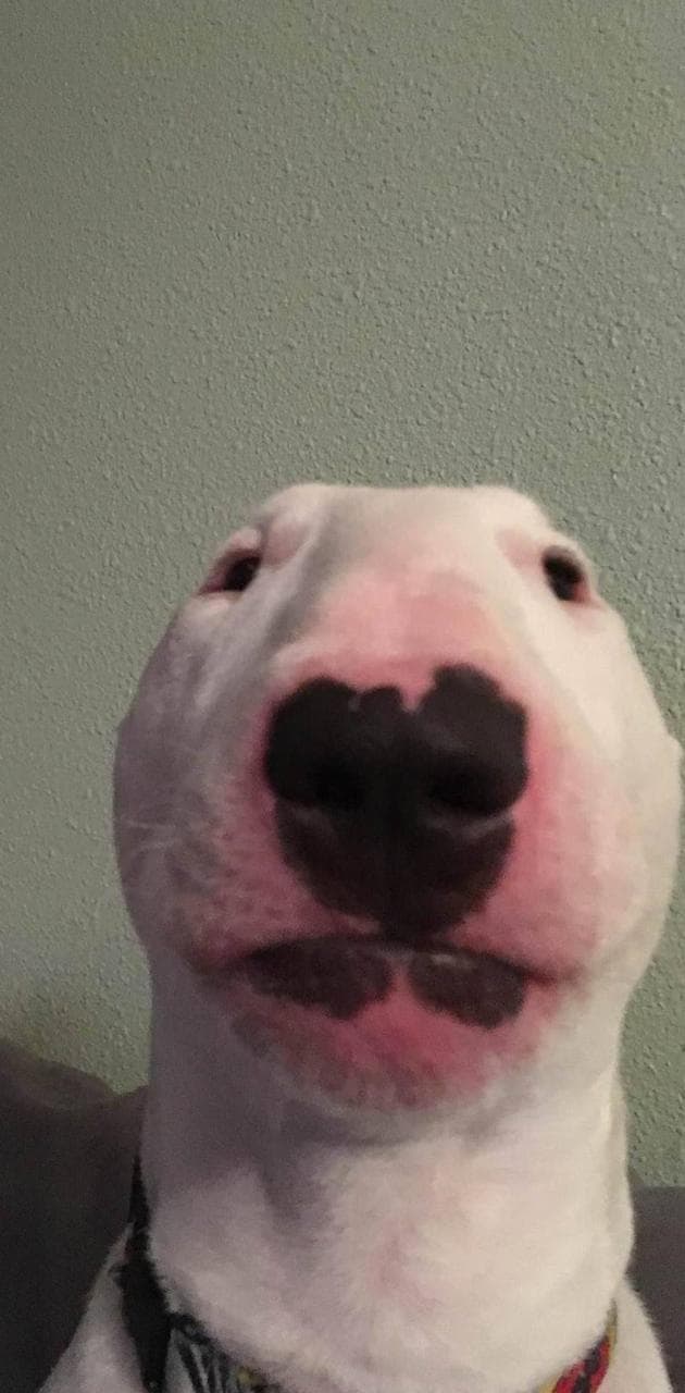 Dog Button