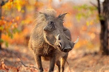 Animal Quiz Part 1