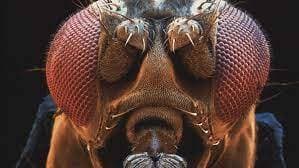 A fly