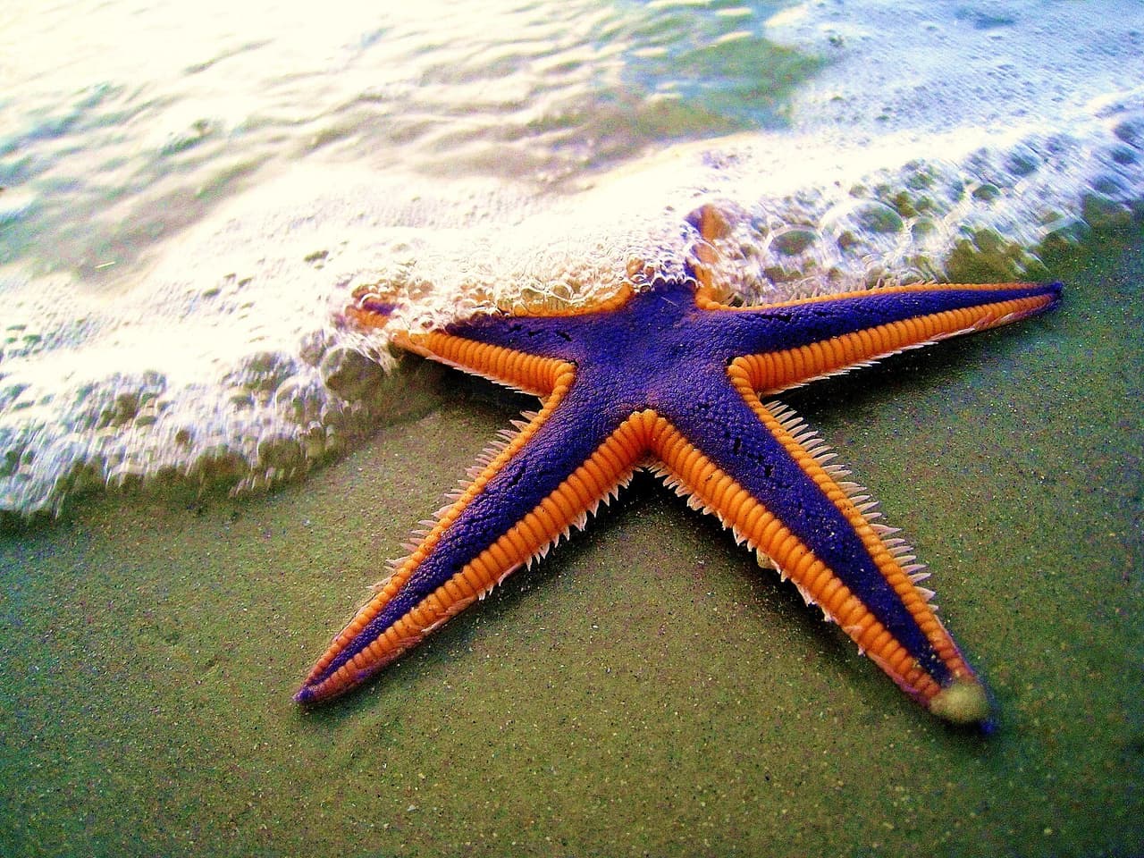 Starfish Level 1 Build 2