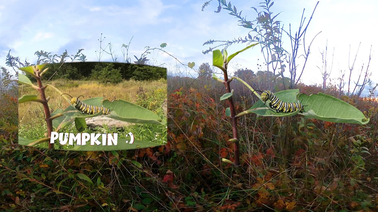 Release Pumpkin at VR screenshot 2