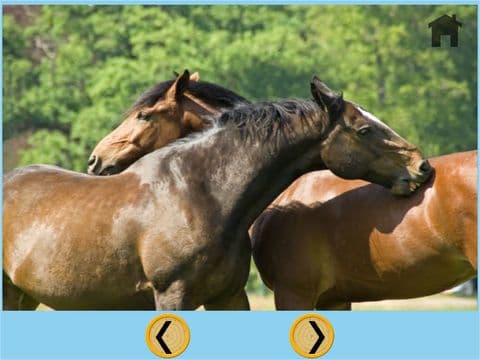 horses for good kids - free game