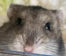 Hamster Clicker