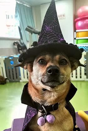 DoggoWizard