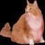Catformer (sloths5)