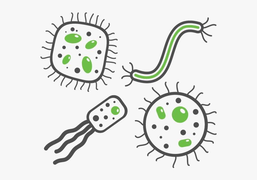 bacteriaGame
