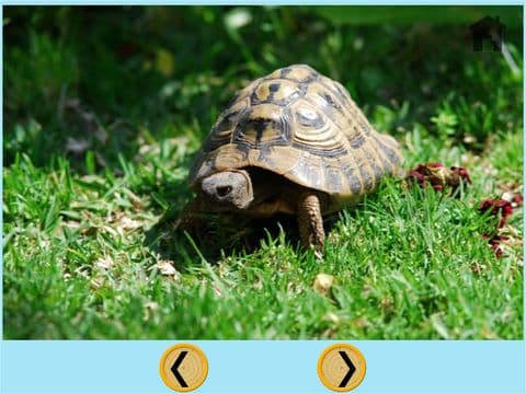 amazing turtles for kids - free