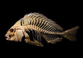 Skeleton Fish