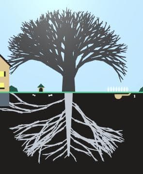 LD45 - Cultivation