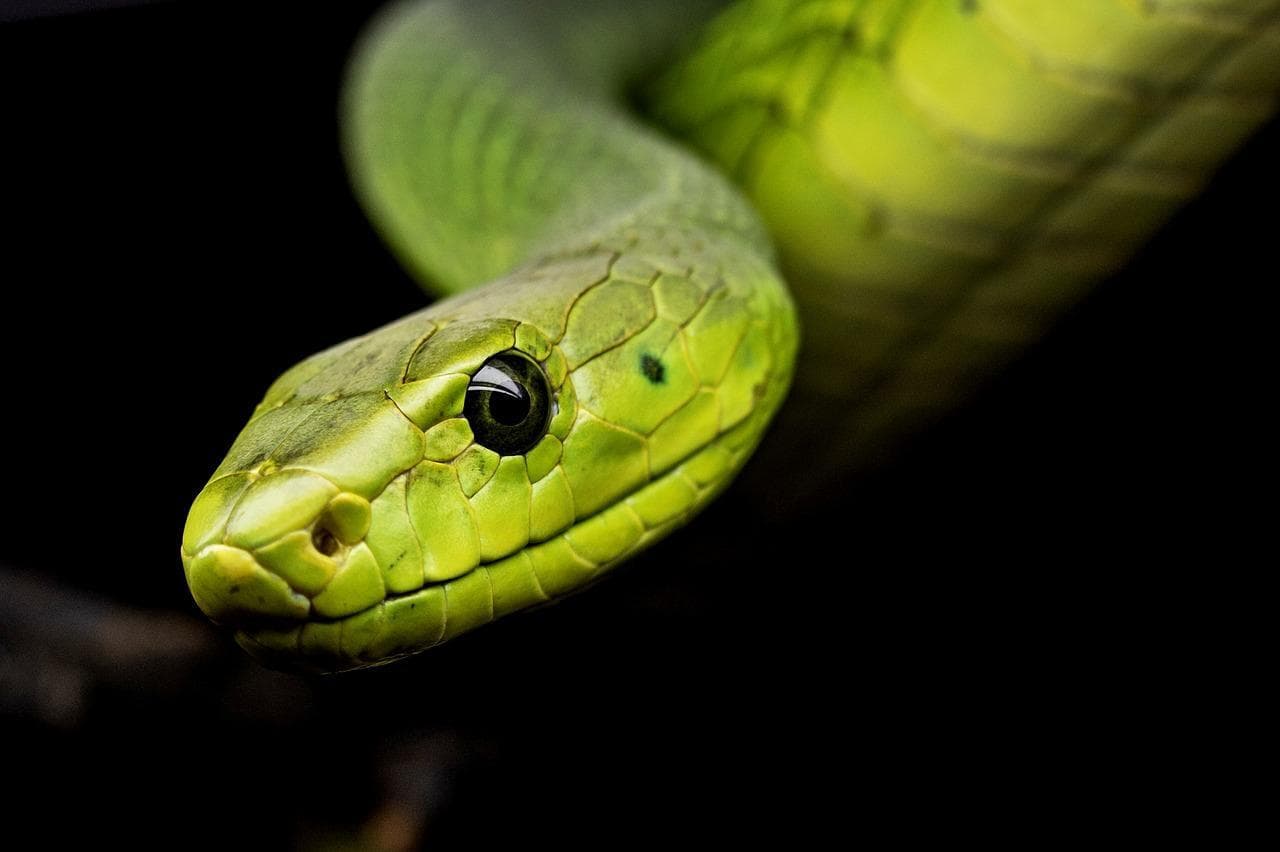 Wakey Wakey Snakey Lakey