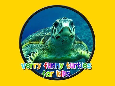 verry funny turtles for kids free screenshot 4