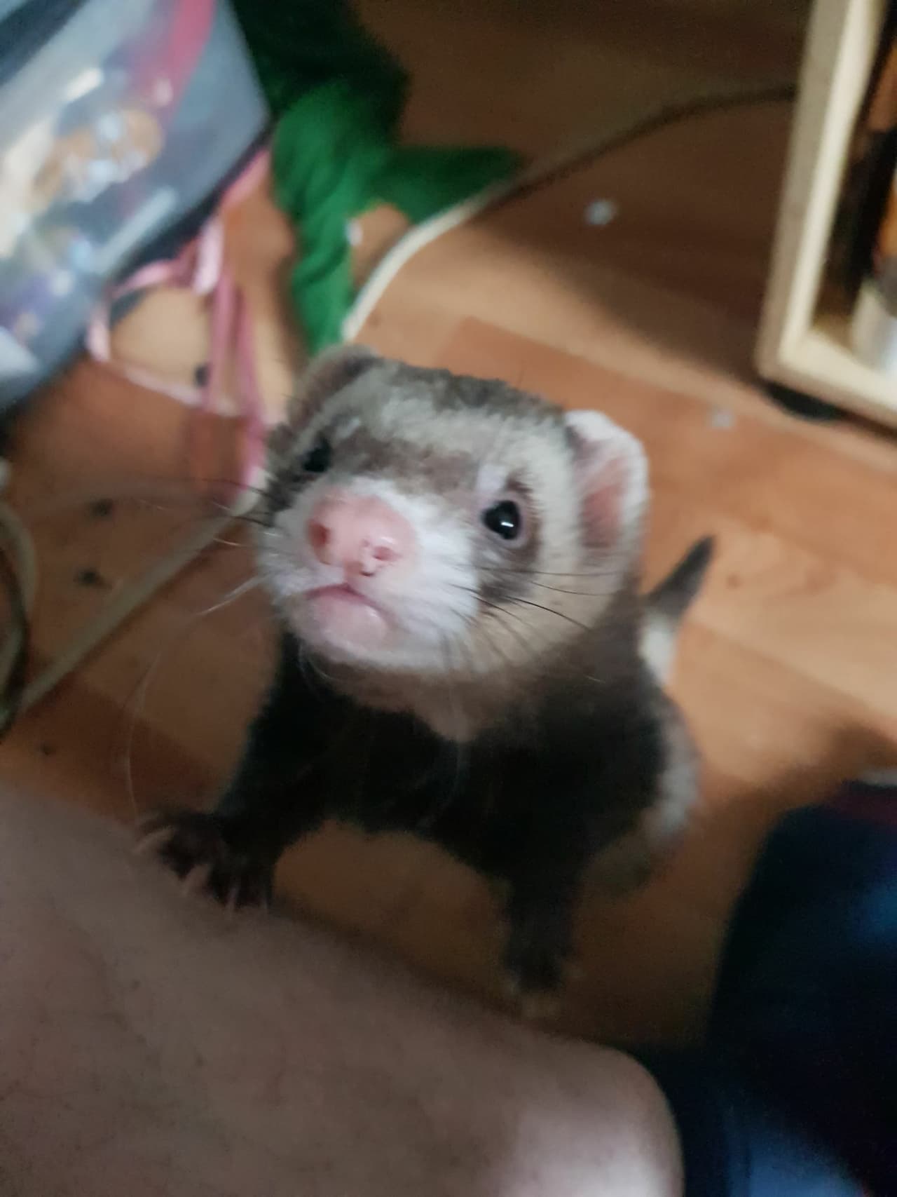 ferret