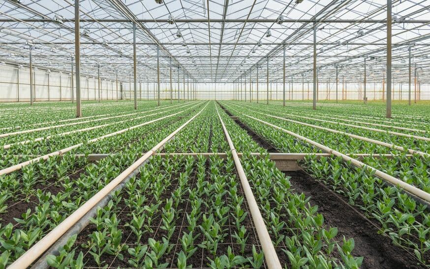 Greenhouse (tanglinh, yolandajiang)