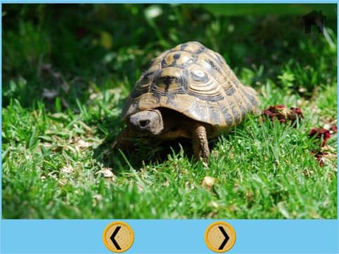 my kids and turtles - free