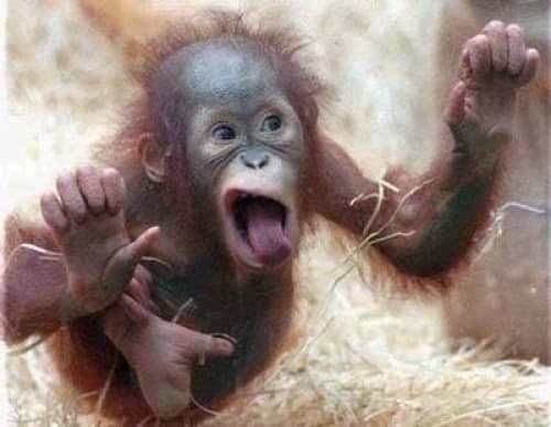 Hoarding Monkey