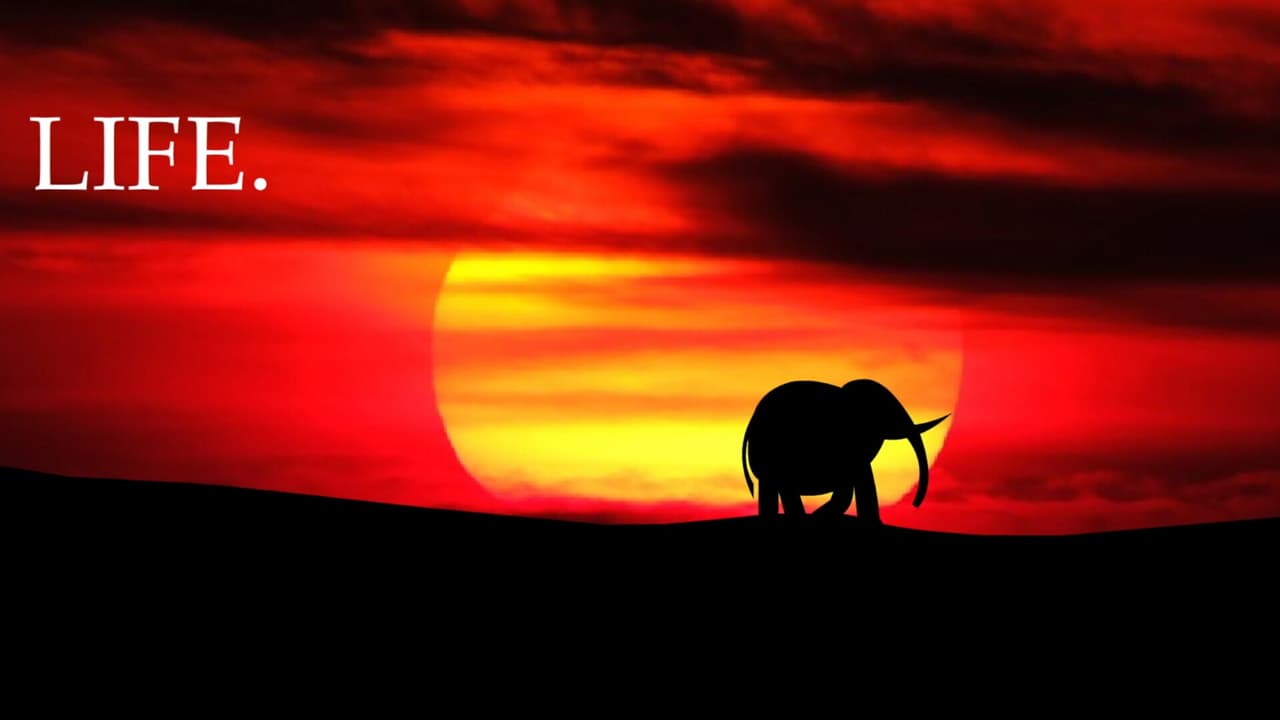 Elephant Rave 2