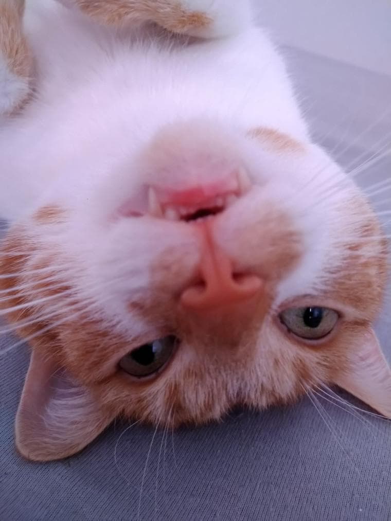 spookys jumpscare mansion with my cat
