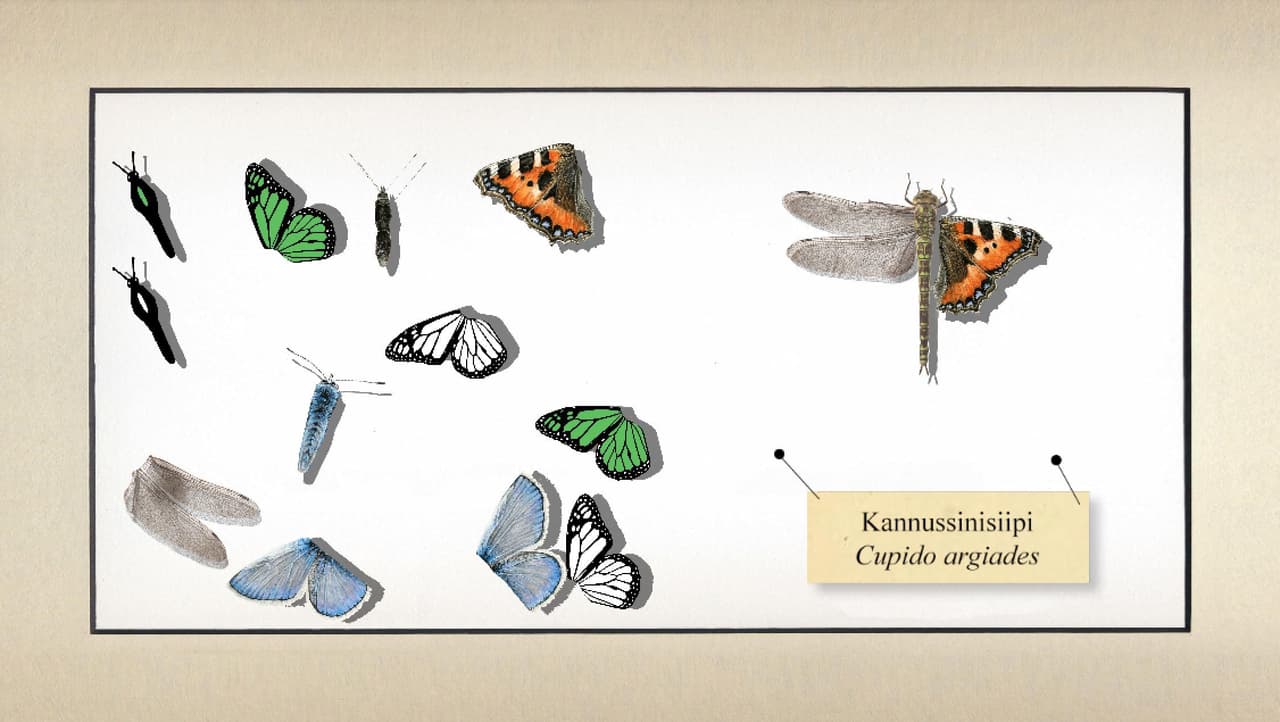 Buggerfly screenshot 2
