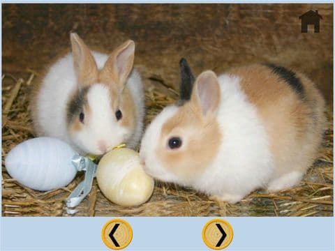 lovely rabbits for kids - free