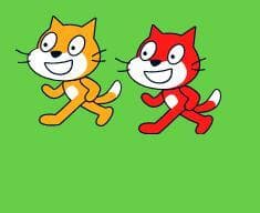 Cat fight!