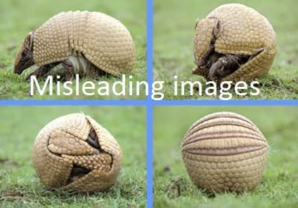 Cheeky Armadillo