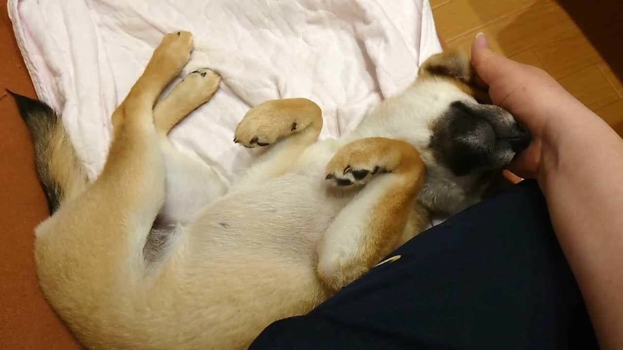 Shiba Mekuri 柴めくり screenshot 6