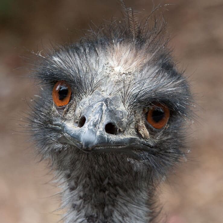 Attack Of The Emus (The Great Emu War)