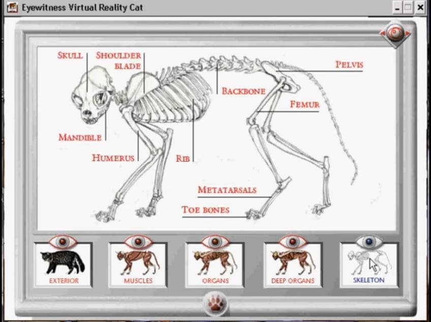 DK Eyewitness: Virtual Reality Cats screenshot 3