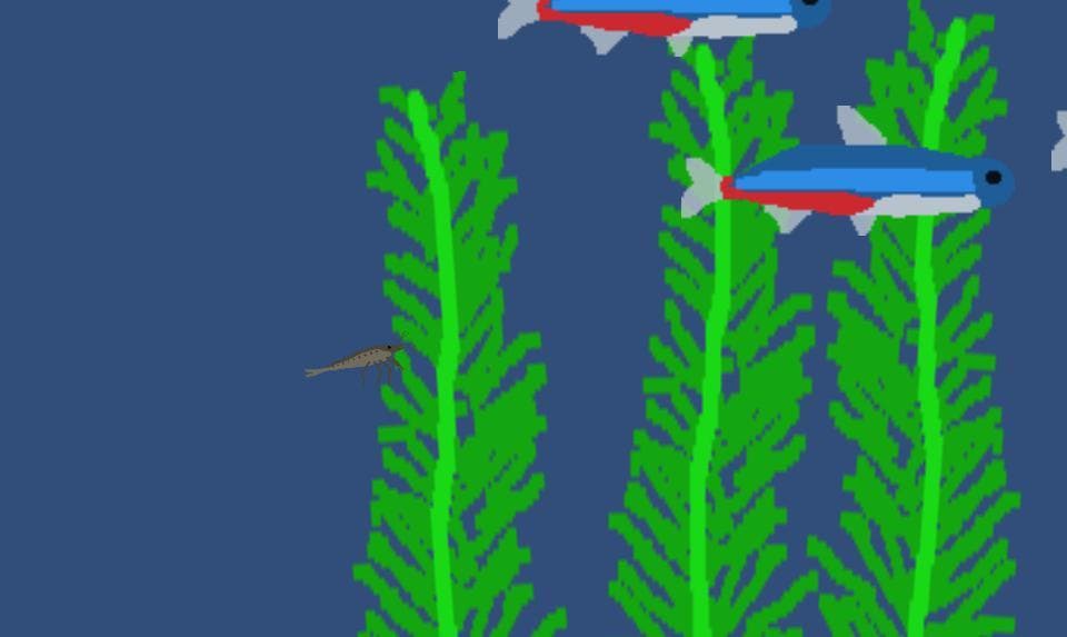 Shrimp Tank