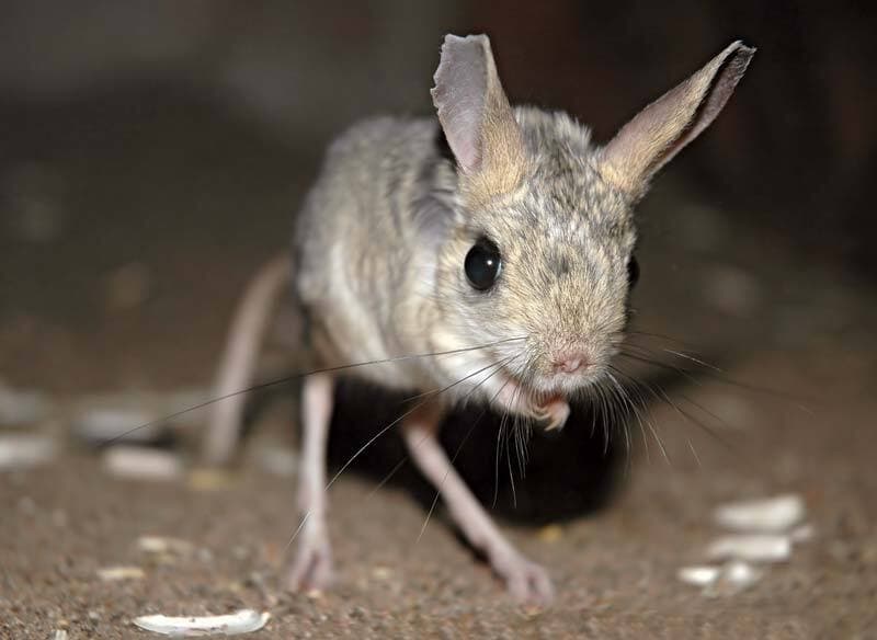 Jerboa Dash!