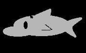 Shark Dash screenshot 4