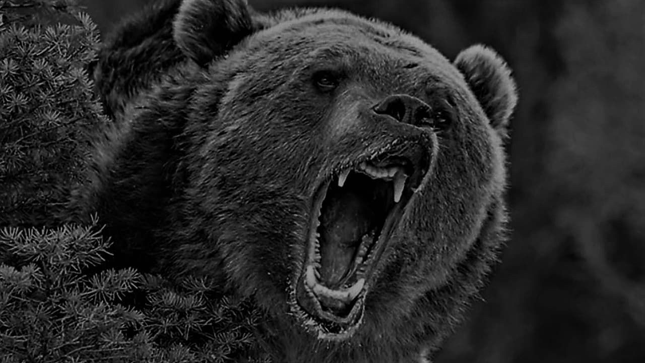 Bear of the Dark