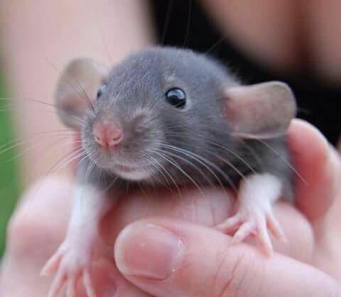 RaT SiMuLaToR (itch) (FoxBitsGameDev)
