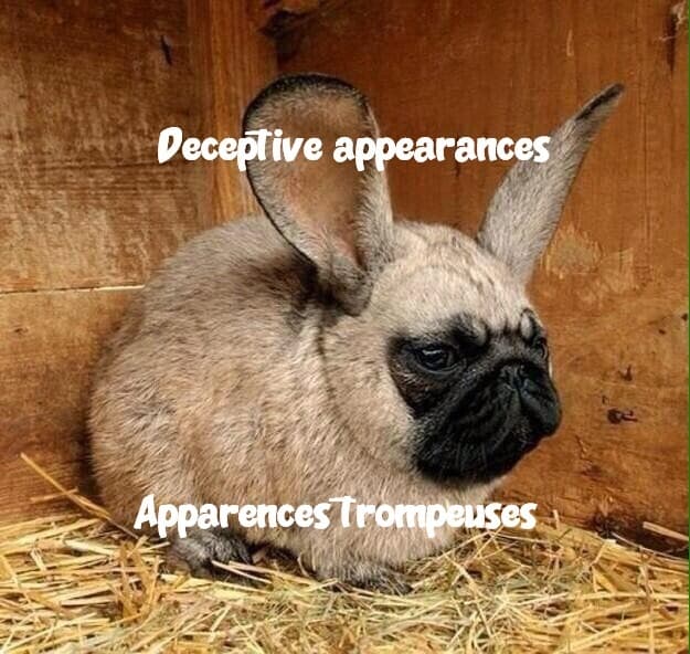 Looks can be deceiving / Les apparences sont trompeuses: Animal version !