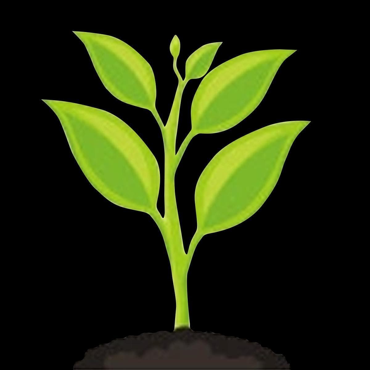 Plant A Hemp