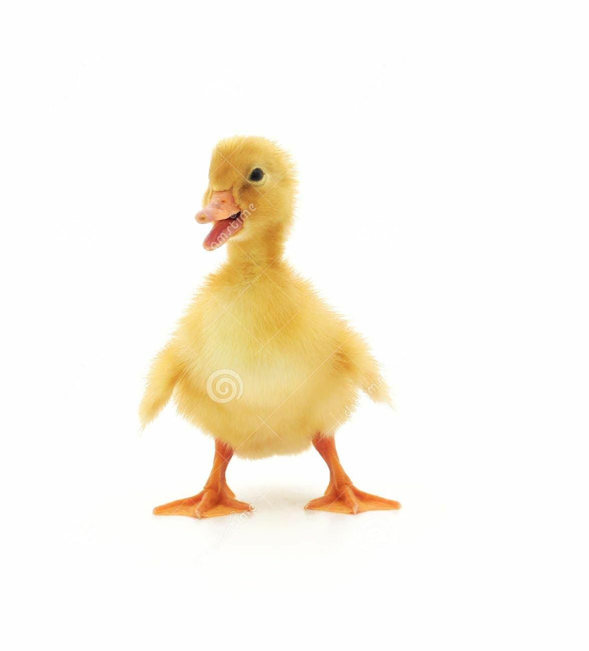 You Dont Need Wings