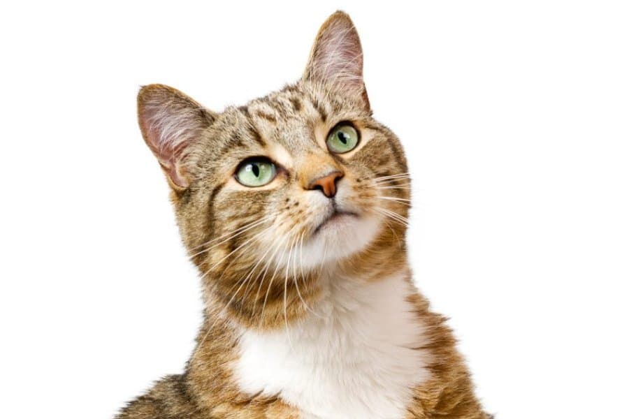cat bounce (pro games 1)