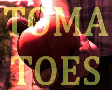 Tomatoes