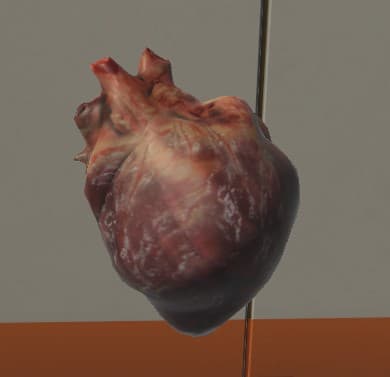 Surgical Study and 3D Skeletons for Medical School Students screenshot 4