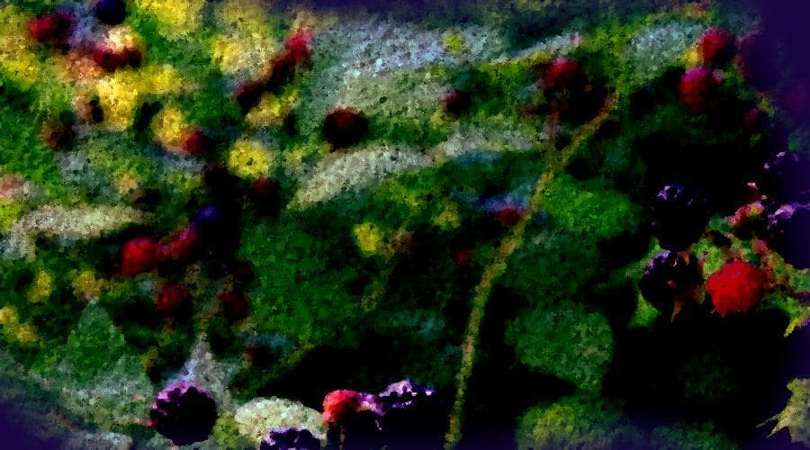 Fragments of Raspberry Island